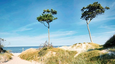 Der Weststrand - mit den berühmten Windflüchtern