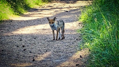 Tierische Begrüßung auf dem Lehrpfad