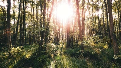 Am frühen Morgen mit Fahrrad Luft und Natur genießen