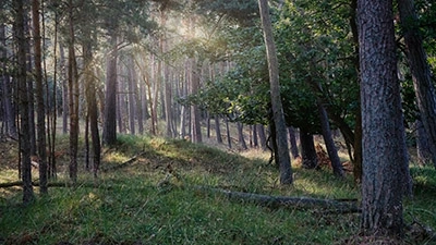 Naturbelassene Wälder